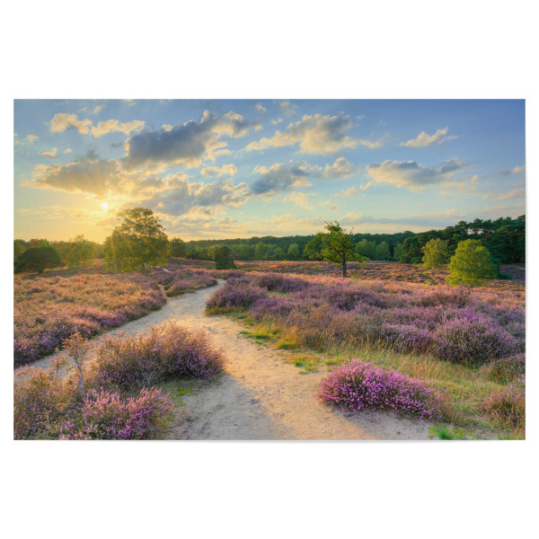 Poster 30x20 cm "Abend in der Heide" artboxONE - Natur,Reise