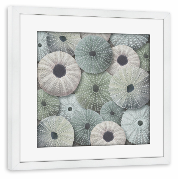 Poster mit Rahmen weiß "Meeresblumen" artboxONE - Natur,Reise / Strand und Meer - Ozean,Meer,Leben im meer,Seeigel,Natur,Strand,Marine