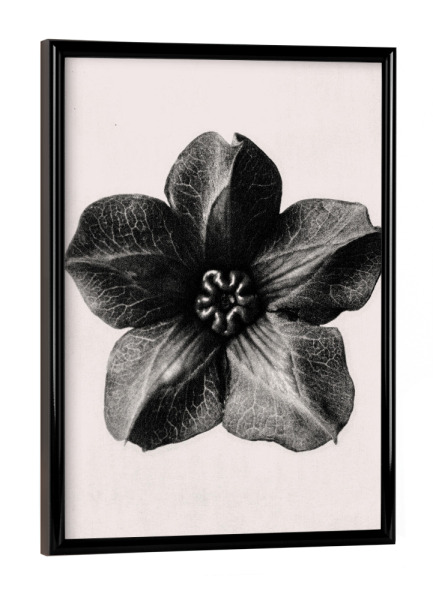 Poster mit schwarzem Rahmen "Blossfeldt - Cobea Scandens" artboxONE - Natur,Floral,Schwarzweiß