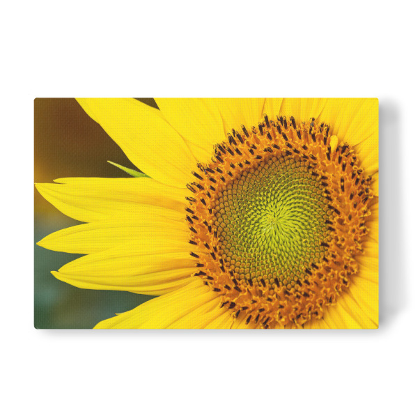 Leinwandbild "Detail einer Sonnenblume" artboxONE - Natur,Floral