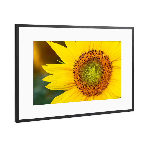 Poster mit Rahmen Schwarz (Metallic) "Detail einer Sonnenblume" artboxONE - Natur,Floral