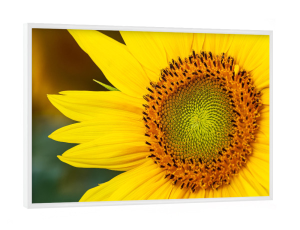 Poster mit weißem Rahmen "Detail einer Sonnenblume" artboxONE - Natur,Floral