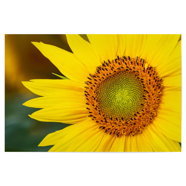 Poster "Detail einer Sonnenblume" artboxONE - Natur,Floral