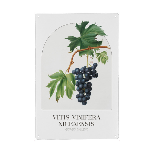 Metall Poster "Giorgio Gallesio - Vitis vinifera" artboxONE - Typografie,Natur,Floral