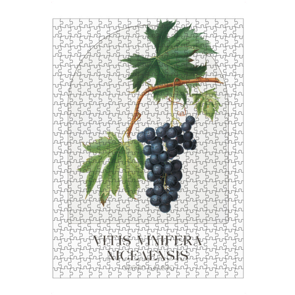 artboxONE Puzzle "Giorgio Gallesio - Vitis vinifera" artboxONE - Typografie,Natur,Floral