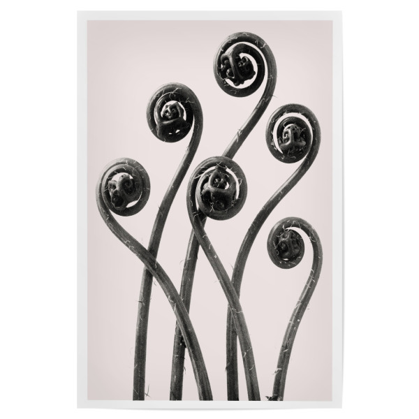 Poster "Blossfeldt - Adiantum Pedatum Duo" artboxONE - Typografie,Natur,Floral