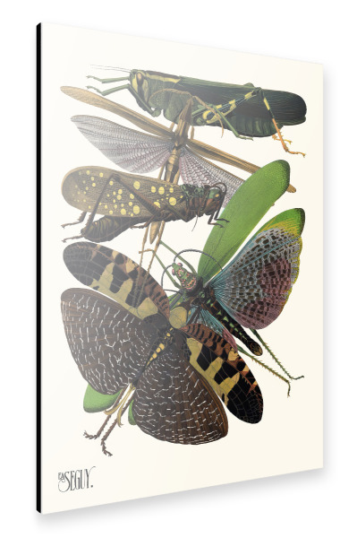 Alu-Dibond "Séguy - Grashüpfer" 30x20 cm artboxONE