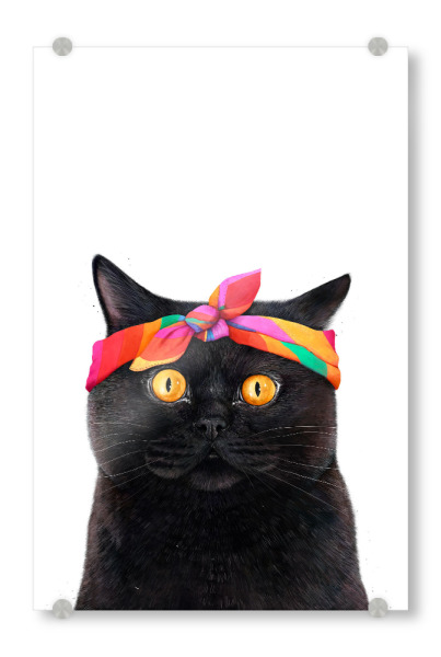 Acrylglasbild "Black cat with bandana" artboxONE - Tiere,Comic,Liebe,Fashion,Lustig
