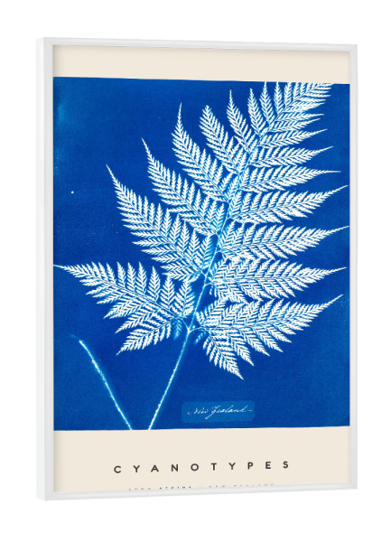 Poster mit weißem Rahmen "Anna Atkins - Cyanotypes" artboxONE - Typografie,Natur,Floral