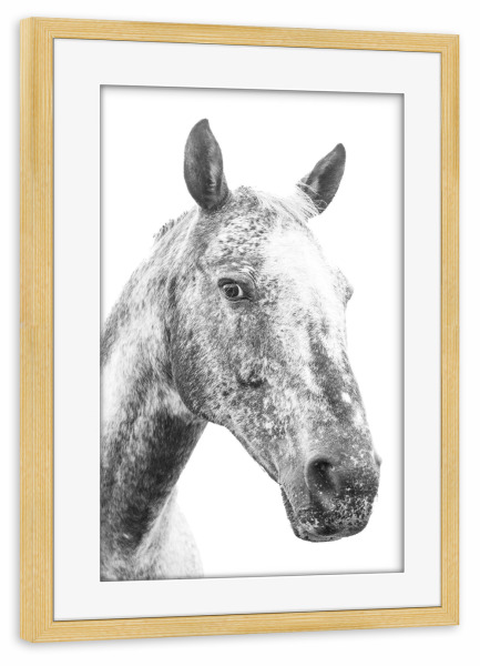 Poster mit Rahmen kiefer "Grau geflecktes Pferd" artboxONE - Natur,Tiere