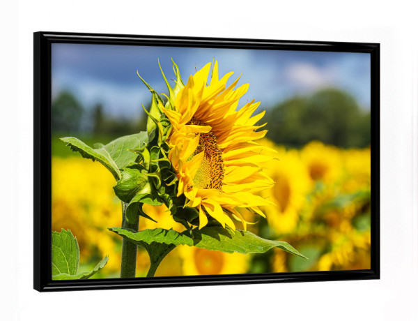 Poster mit schwarzem Rahmen "Sonnenblume, Bäume, Wolken" artboxONE - Natur