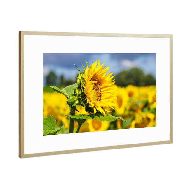 Poster mit Rahmen Gold "Sonnenblume, Bäume, Wolken" artboxONE - Natur