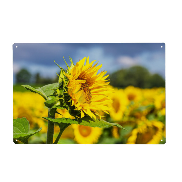 Metall Poster "Sonnenblume, Bäume, Wolken" artboxONE - Natur