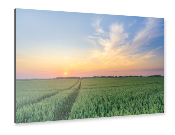 Alu-Dibond "Sonnenuntergang im Weizenfeld" 30x20 cm artboxONE