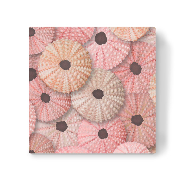 Leinwandbild "Pfirsiche in der Natur E" artboxONE - Natur,Reise / Strand und Meer - Meer,Meerestiere,Seeigel,Seeigel,Ozean