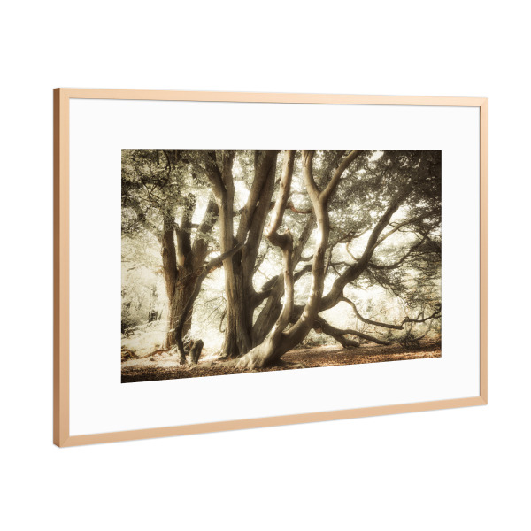 Poster mit Rahmen Kupfer "Verschlungene Bäume" artboxONE - Natur,Reise,Floral