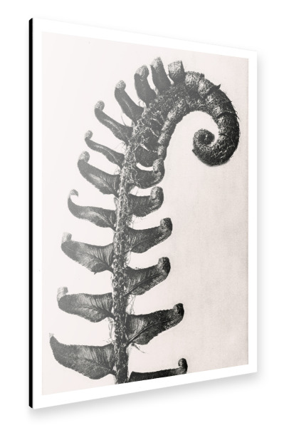 Alu-Dibond "Blossfeldt - Polystichum Munitum" 30x20 cm artboxONE