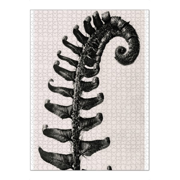 Puzzle Ravensburger "Blossfeldt - Polystichum Munitum" artboxONE - Natur,Floral,Schwarzweiß