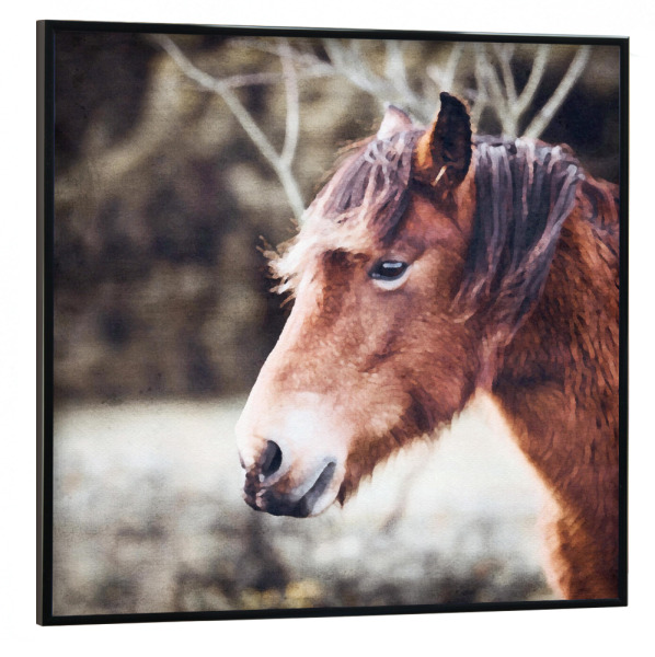 Poster mit schwarzem Rahmen 30x30 cm "Pferde E" artboxONE - Natur,Tiere - Tiere,Pferde,Natur,Felder,Bäume