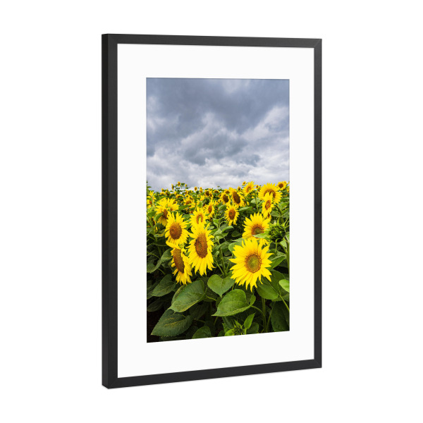 Poster mit Rahmen Schwarz (Metallic) "Wolken, Sonnenblumen" artboxONE - Natur,Floral
