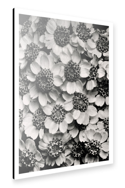 Alu-Dibond "Blossfeldt - Achillea Clypeolata" 30x20 cm artboxONE