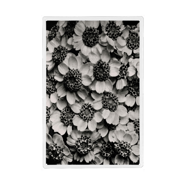 Holzbild "Blossfeldt - Achillea Clypeolata" artboxONE - Natur,Floral,Schwarzweiß - Natur,Botanik,Pflanze,Blüte,Blume,Schwarz-weiß,Monochrome,Vintage