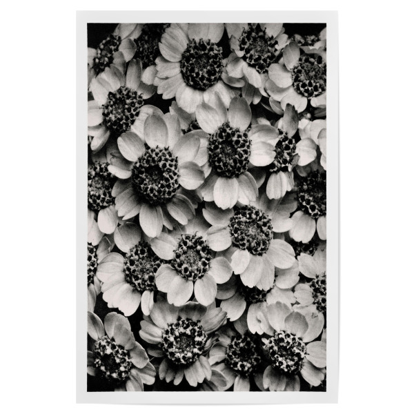 Poster 30x20 cm "Blossfeldt - Achillea Clypeolata" artboxONE - Natur,Floral,Schwarzweiß