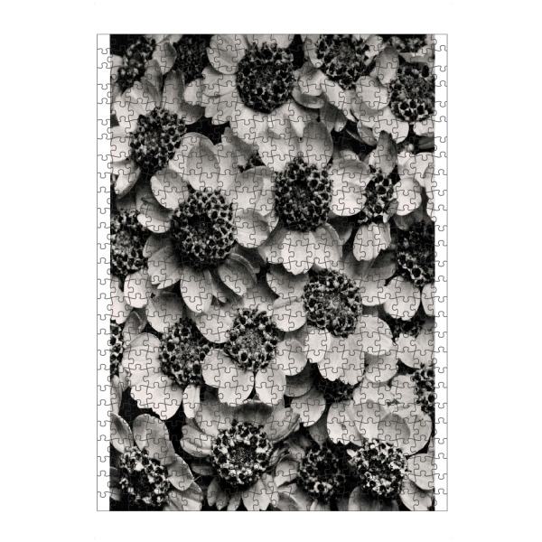 artboxONE Puzzle "Blossfeldt - Achillea Clypeolata" artboxONE - Natur,Floral,Schwarzweiß