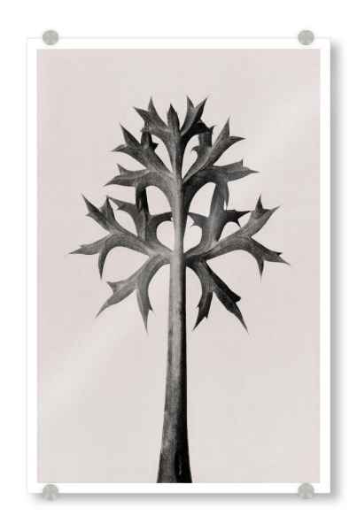 Acrylglasbild "Blossfeldt - Eryngium Bourgatii" artboxONE - Natur,Floral,Schwarzweiß
