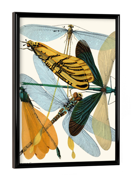 Poster mit schwarzem Rahmen "Séguy - Libellen" artboxONE - Typografie,Natur,Tiere