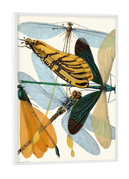 Poster mit weißem Rahmen "Séguy - Libellen" artboxONE - Typografie,Natur,Tiere