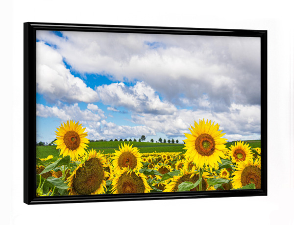 Poster mit schwarzem Rahmen "Sonnenblumen, Bäume, Wolken" artboxONE - Natur