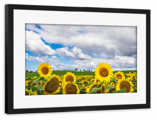Poster mit Rahmen schwarz "Sonnenblumen, Bäume, Wolken" artboxONE - Natur