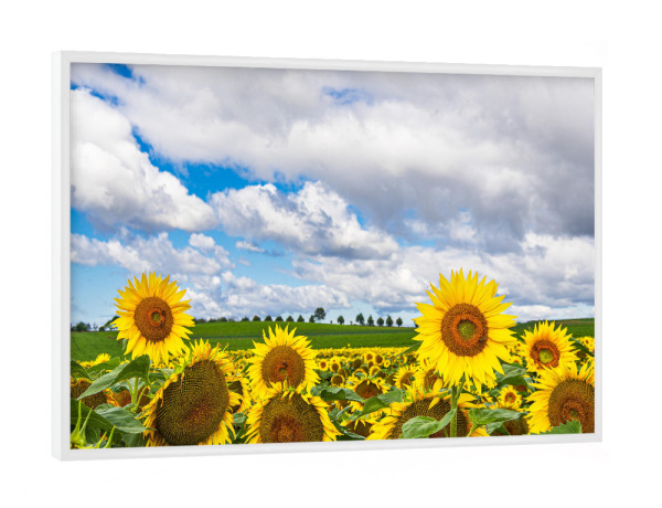 Poster mit weißem Rahmen "Sonnenblumen, Bäume, Wolken" artboxONE - Natur