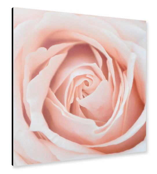 Alu-Dibond "Pfirsiche in der Natur G" 30x30 cm artboxONE