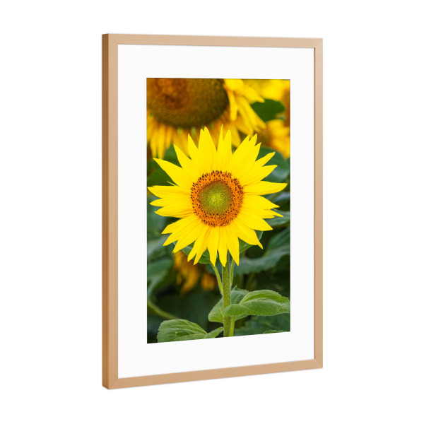 Poster mit Rahmen Kupfer "Sonnenblume im Feld" artboxONE - Natur,Floral