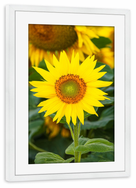 Poster mit Rahmen weiß "Sonnenblume im Feld" artboxONE - Natur,Floral