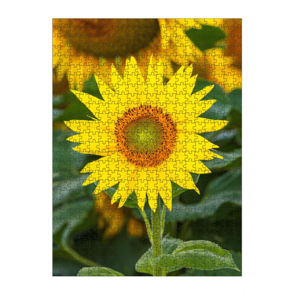 Puzzle Ravensburger "Sonnenblume im Feld" artboxONE - Natur,Floral