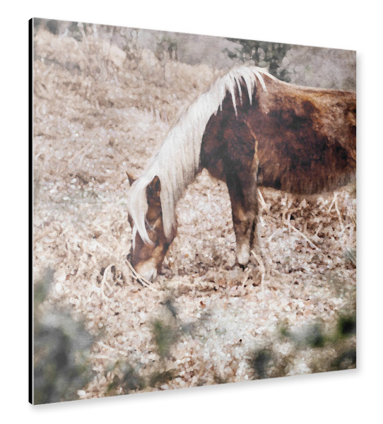 Alu-Dibond "Pferde K" 30x30 cm artboxONE