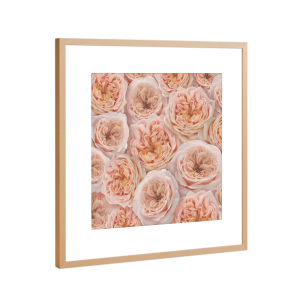 Poster mit Rahmen Kupfer "Pfirsiche in der Natur N" artboxONE - Natur,Floral,Liebe - Blumen,Flora,Rosen,Rosa,Liebe,Muster,Dekorativ