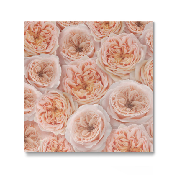 Galerie-Print "Pfirsiche in der Natur N" 30x30 cm artboxONE