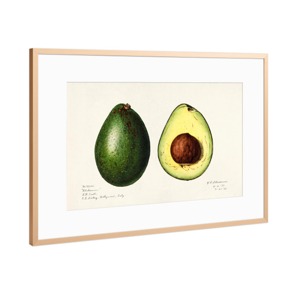 Poster mit Rahmen Kupfer "Amanda Almira Newton - Avocados" artboxONE - Typografie,Natur,Essen & Trinken / Obst & Gemüse