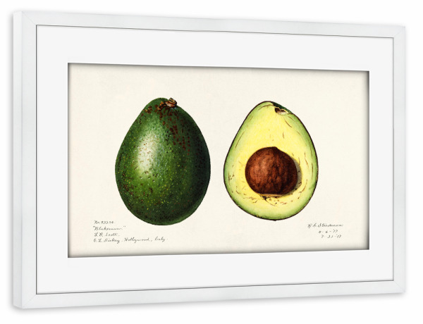 Poster mit Rahmen weiß "Amanda Almira Newton - Avocados" artboxONE - Typografie,Natur,Essen & Trinken / Obst & Gemüse
