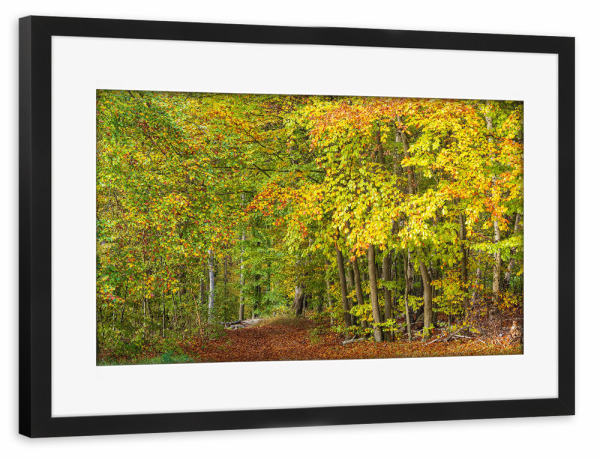 Poster mit Rahmen schwarz "Herbst, Bäume, Wald" artboxONE - Natur