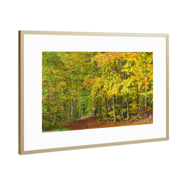 Poster mit Rahmen Gold "Herbst, Bäume, Wald" artboxONE - Natur