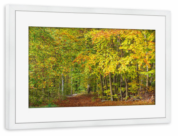 Poster mit Rahmen weiß "Herbst, Bäume, Wald" artboxONE - Natur