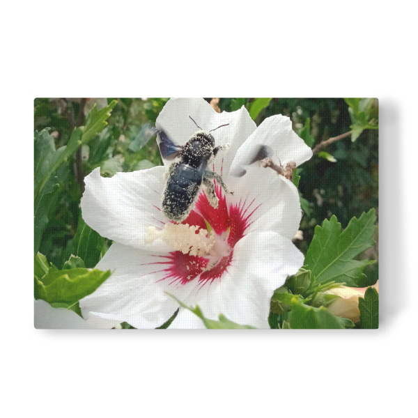 Leinwandbild "Wildbiene beim Honigsammeln" artboxONE - Natur,Floral,Tiere - Biene,Holzbiene,Insect,Insekt,Blüte,Hibiskus,Hibiscus