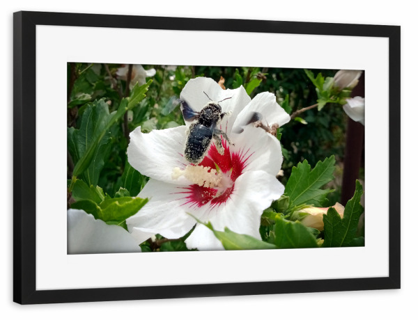 Poster mit Rahmen schwarz "Wildbiene beim Honigsammeln" artboxONE - Natur,Floral,Tiere - Biene,Holzbiene,Insect,Insekt,Blüte,Hibiskus,Hibiscus