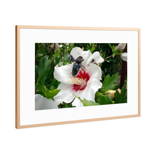 Poster mit Rahmen Kupfer "Wildbiene beim Honigsammeln" artboxONE - Natur,Floral,Tiere - Biene,Holzbiene,Insect,Insekt,Blüte,Hibiskus,Hibiscus