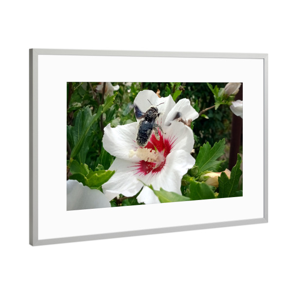 Poster mit Rahmen Silber "Wildbiene beim Honigsammeln" artboxONE - Natur,Floral,Tiere - Biene,Holzbiene,Insect,Insekt,Blüte,Hibiskus,Hibiscus
